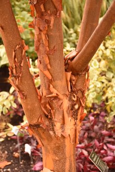 paperbark maple for sale near me wasco nursery st charles il