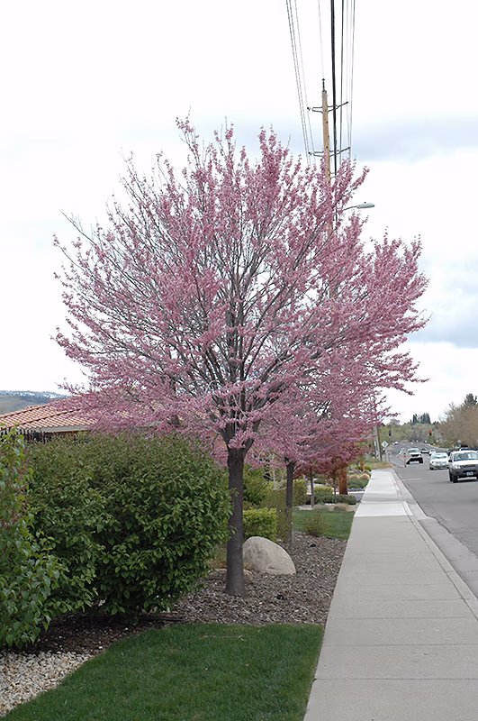 Eastern Redbud