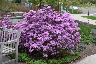 PJM Rhododendron: Bold Hardy Pink Evergreen 4 ft