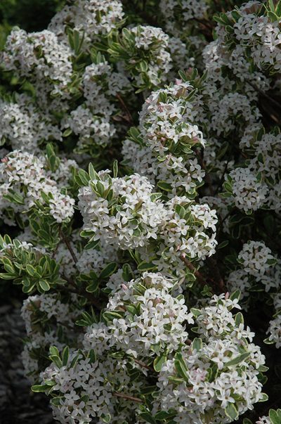 Carol Mackie Daphne For Sale | Fragrant Shrub | Wasco
