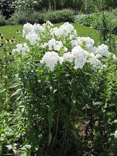 David Garden Phlox: Bold Fragrant White 3 Ft