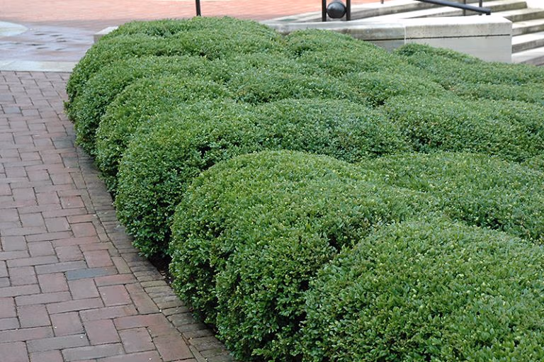 boxwood winterkill issues Chicagoland Green Boxwood