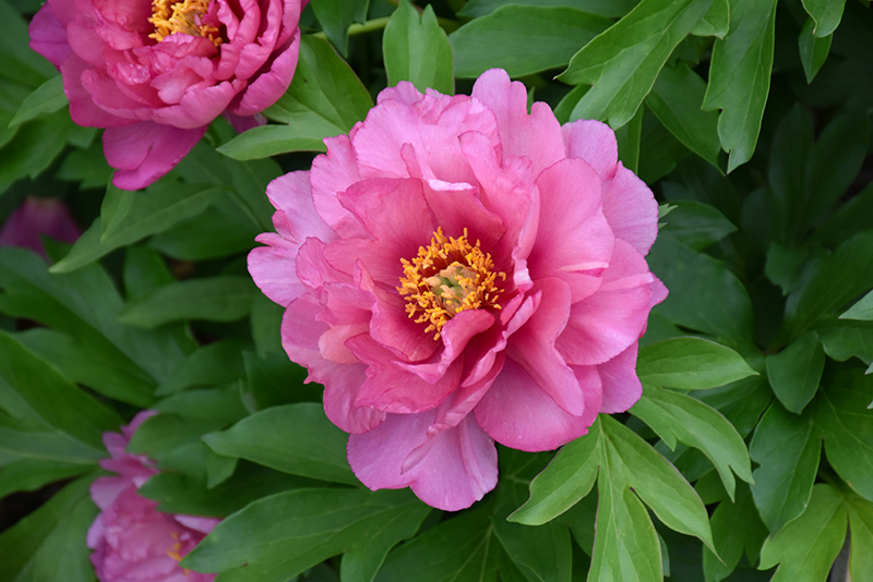 Keiko Peony: Bold, Beautiful 30 in Itoh Peony