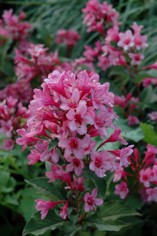 Sonic Bloom Pink Reblooming Weigela: Bold, Beautiful 5 ft