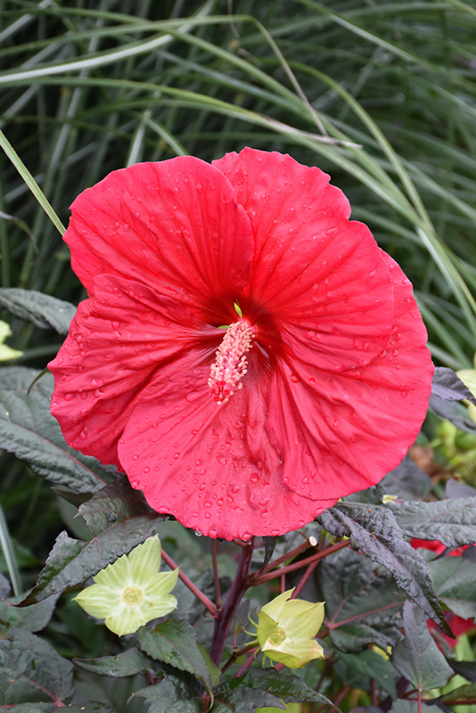 Mars Madness Hibiscus: Bold, Beautiful 4 ft Blooms