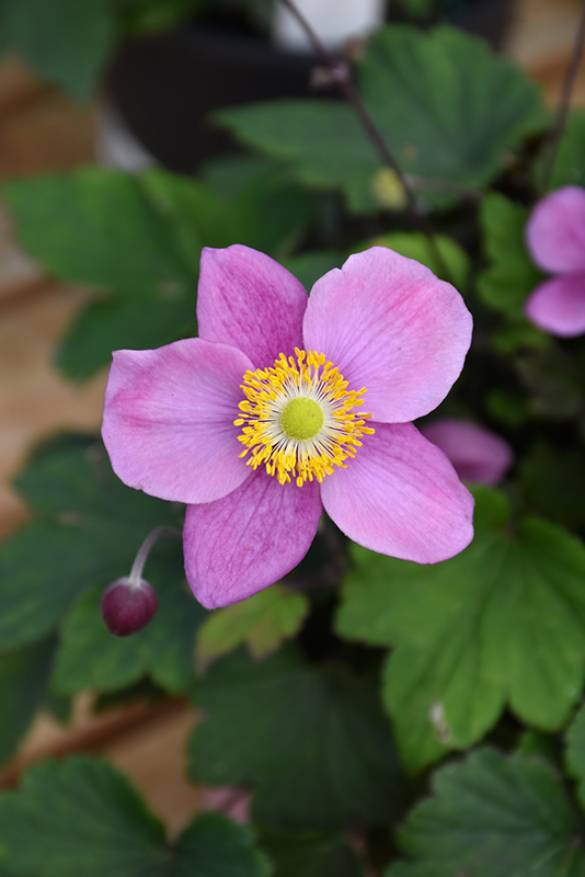 小物 CHIEKO+ flower charm-Anemone September Charm Anemone | Bold, Beautiful 3 ft