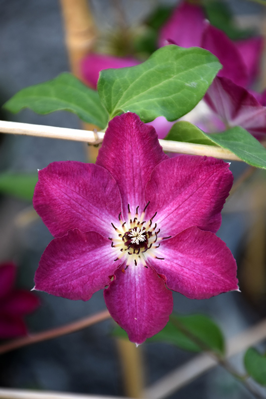 Viva Polonia Clematis: Bold, Beautiful 6 ft Red Vine