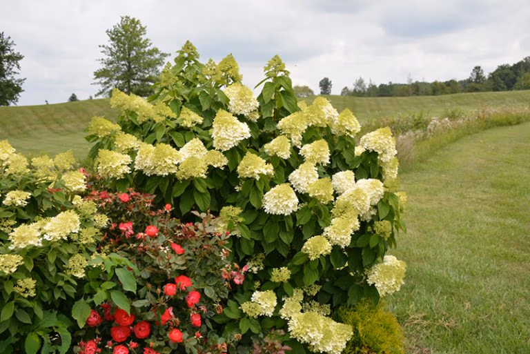 limelight prime hydrangea