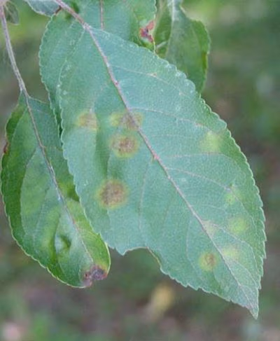 Apple scab on crabapple leaves