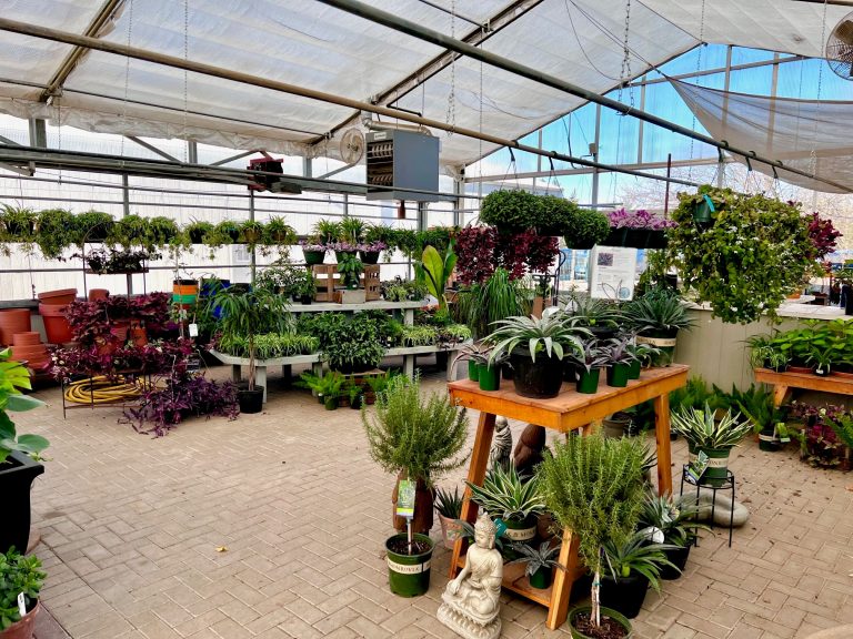 houseplants st charles greenhouse