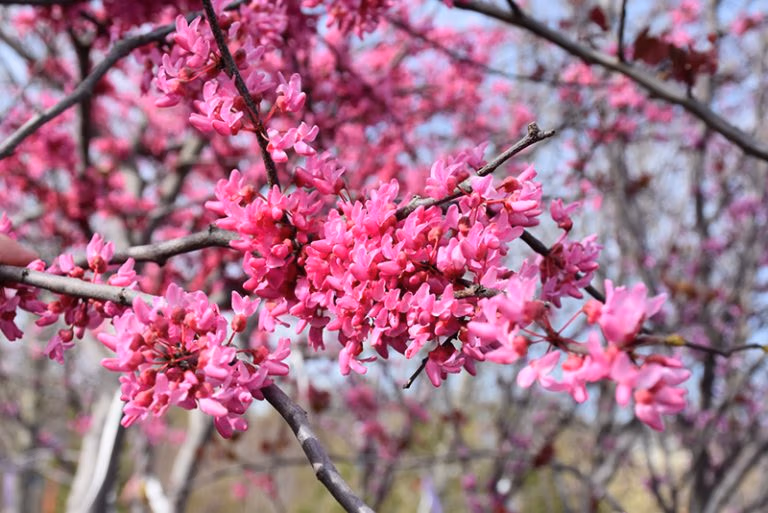 Appalachian Red Redbud