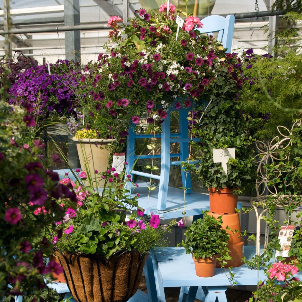 Greenhouse benches of annuals at Wasco Nursery in St. Charles, IL, where the gardening tips in these guides get tested first