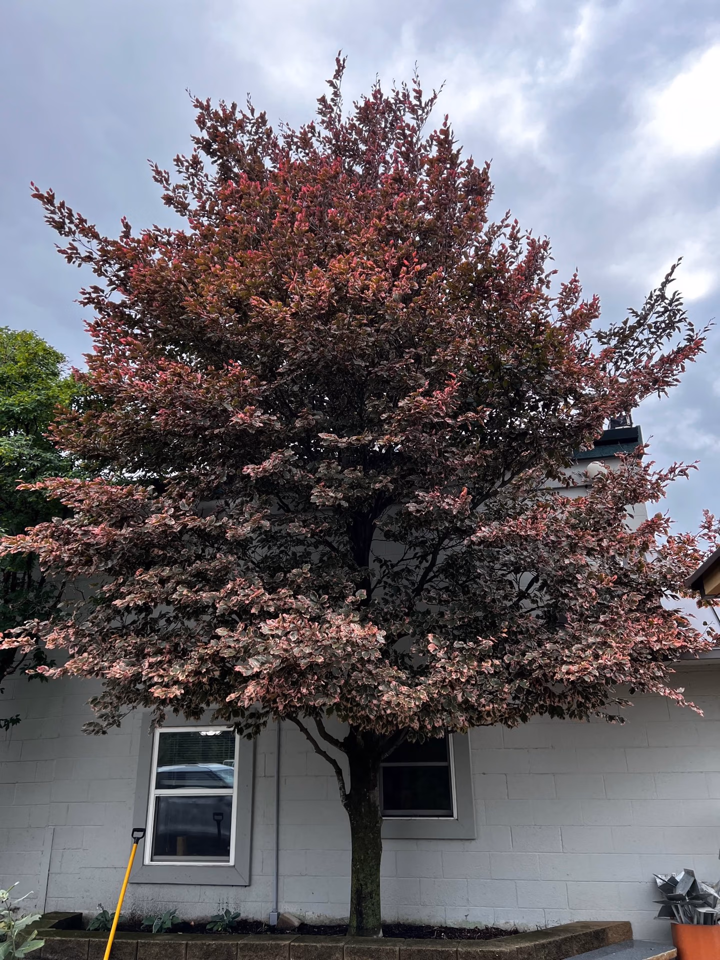 Tricolor Beech