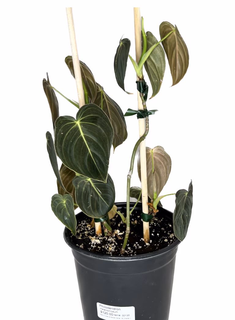 Philodendron Melanochrysum Black Gold with velvety gold-veined leaves at Wasco Nursery