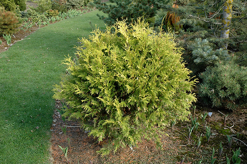 Green Twist White Pine: Dwarf Conifer for Small Spaces