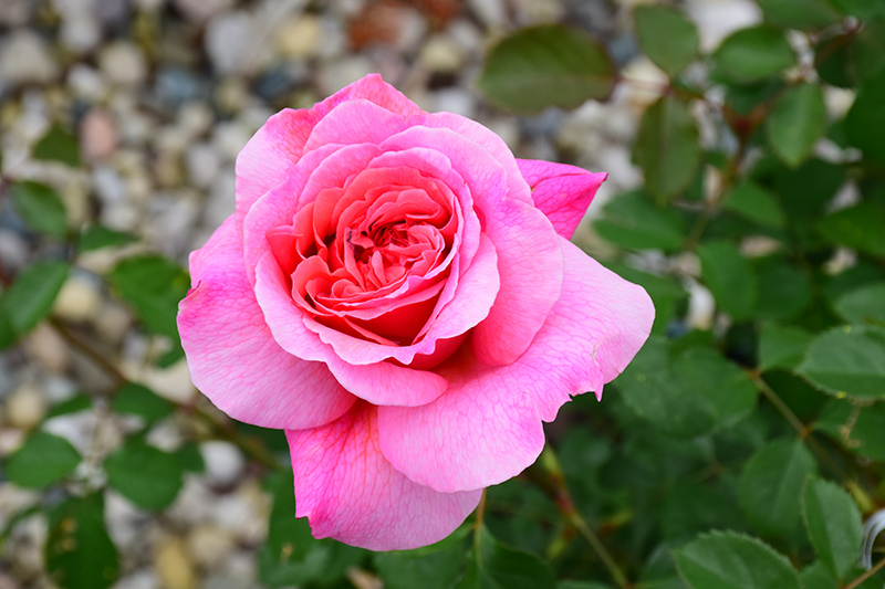 Princess Alexandra of Kent Rose deep pink fragrant English rose at Wasco Nursery