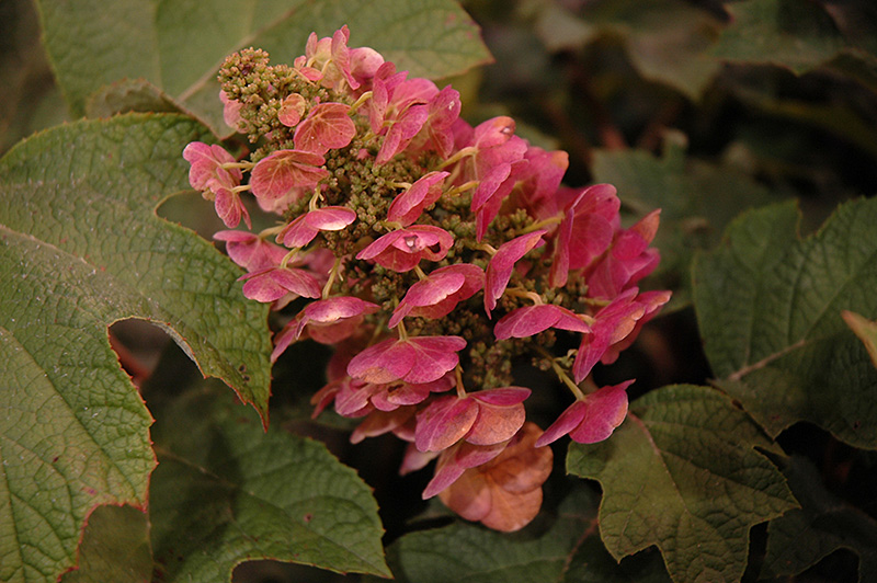 Ruby Slippers Hydrangea: Bold, Beautiful 4 ft