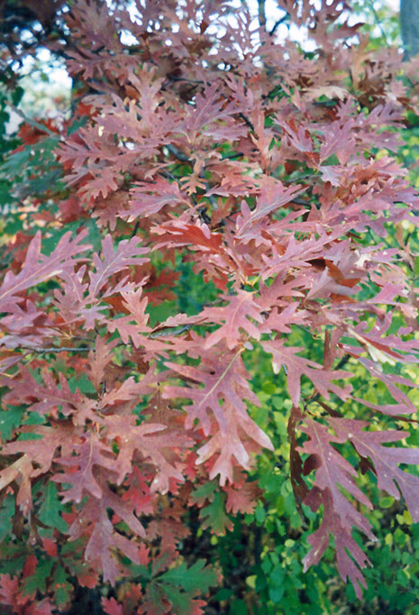 Oak leaves turning deep russet red in fall