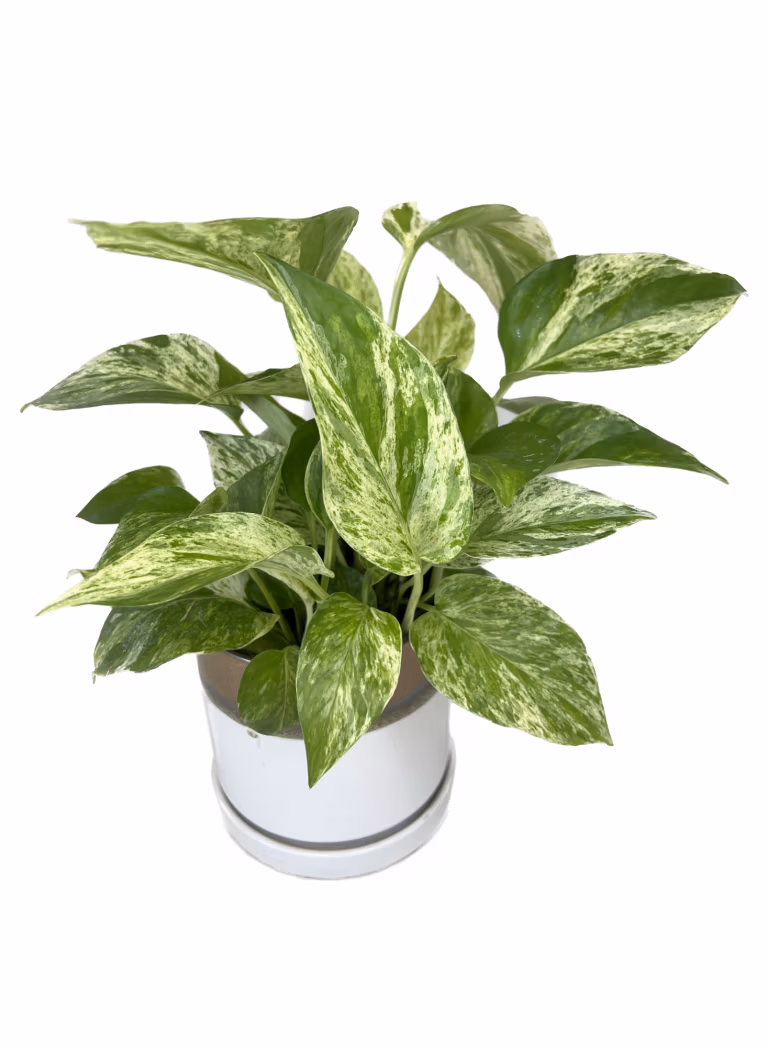 Marble Queen Pothos