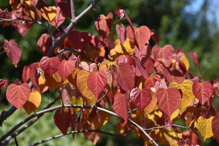 Flame Thrower&reg; Redbud information tree care guide wasco nursery st charles flowering trees near me