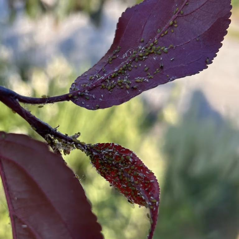 aphids on plant aphid treatment guide wasco nursery