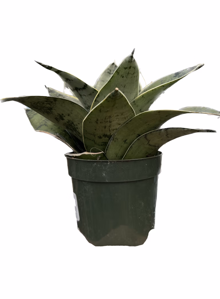 Snake Plant for sale – low-maintenance Sansevieria houseplant with upright variegated leaves