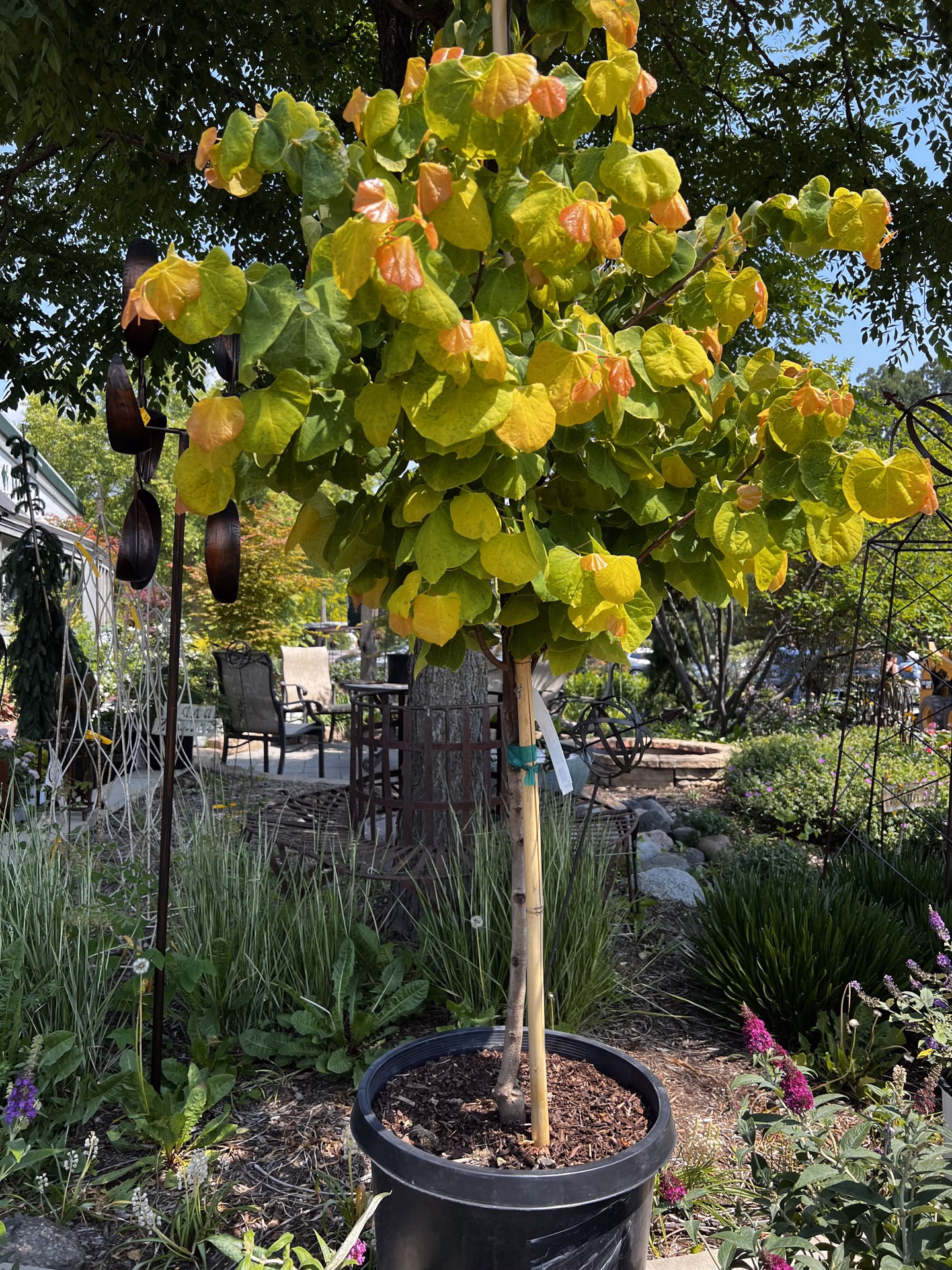 Rising Sun Redbud