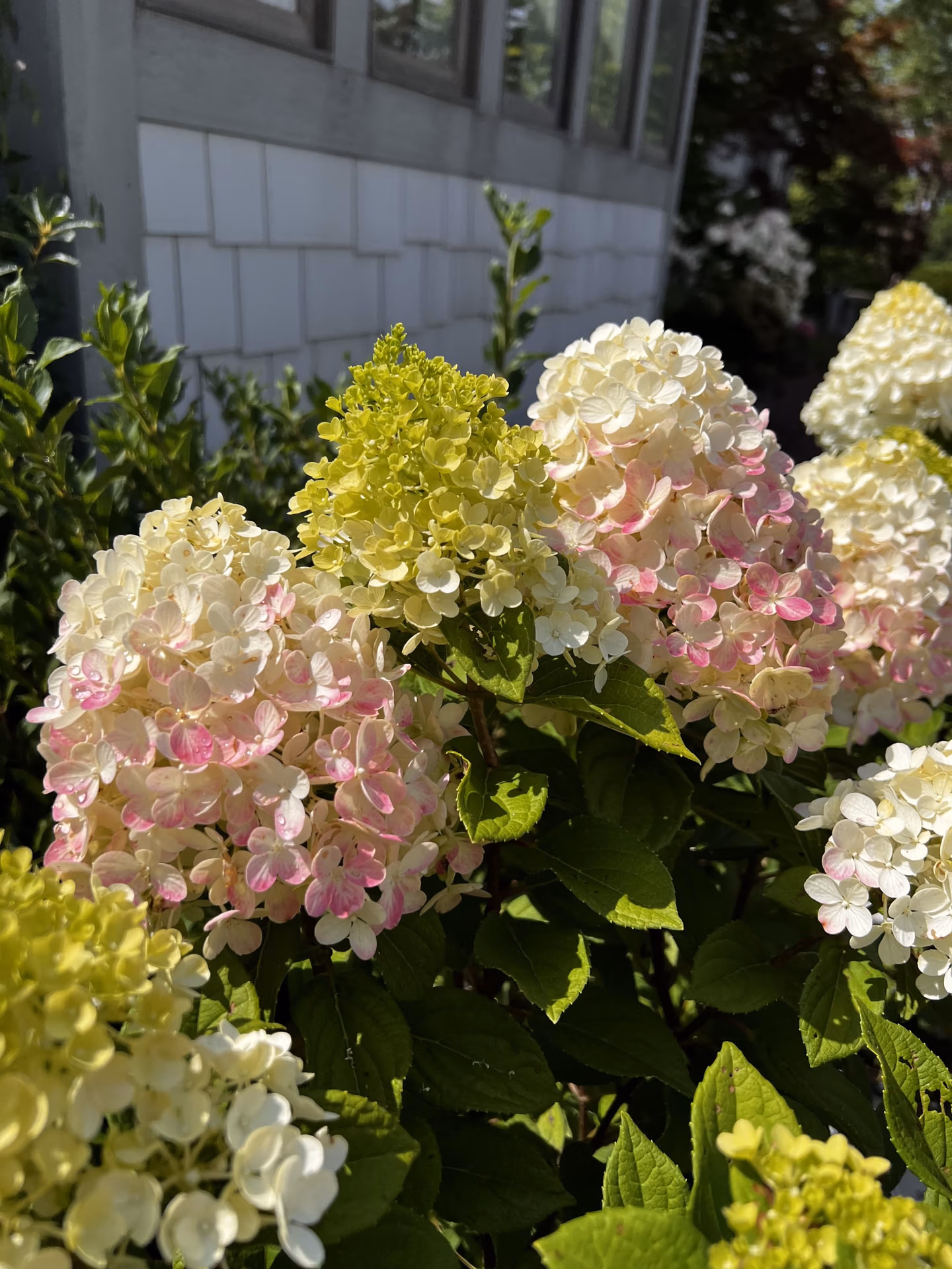 Little Lime Punch Hydrangea