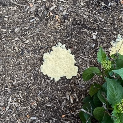 Dog vomit slime mold