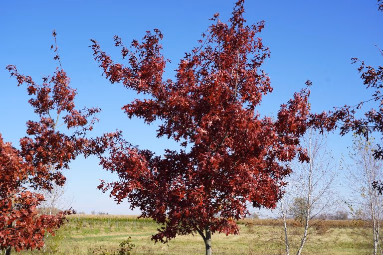 red oak wasco nursery fields