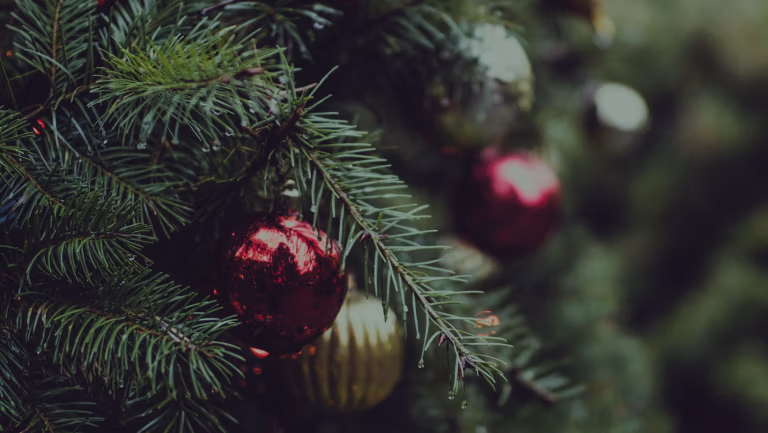 Red and gold ornaments hanging on the fresh green needles of a live Christmas tree