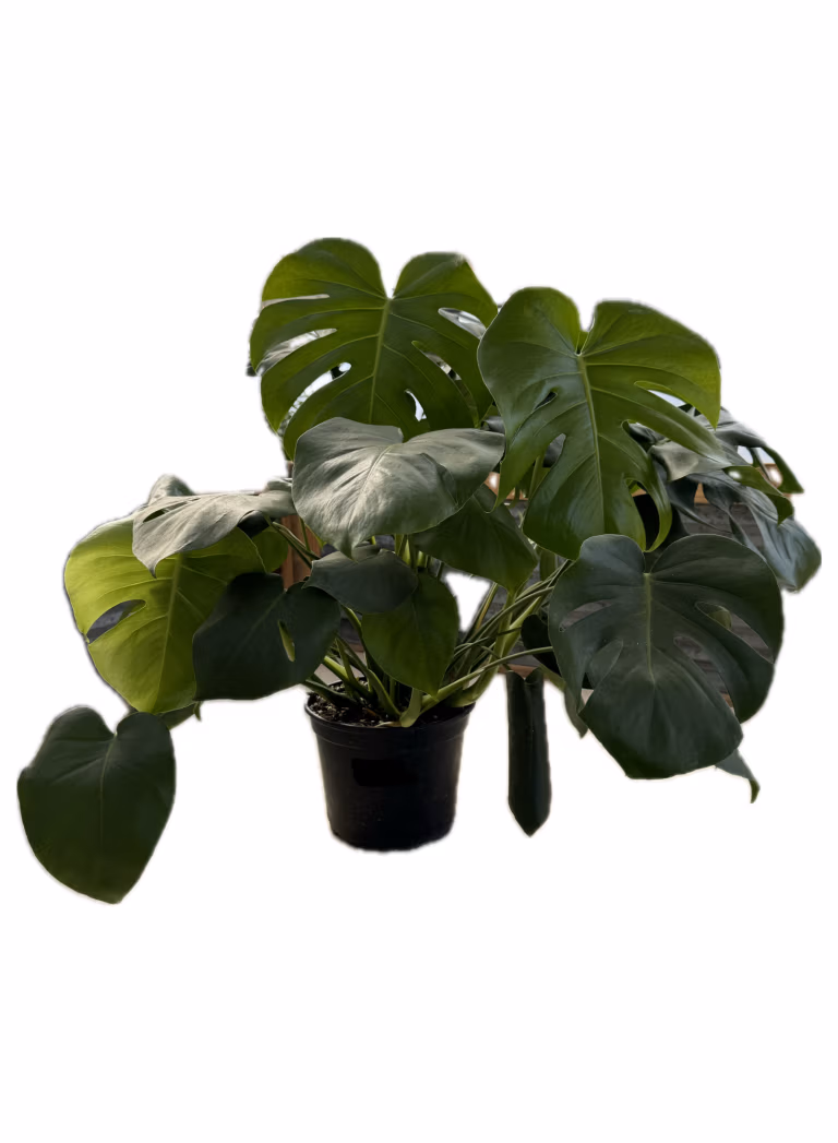 Monstera deliciosa Swiss cheese plant for sale at Wasco Nursery in St. Charles IL