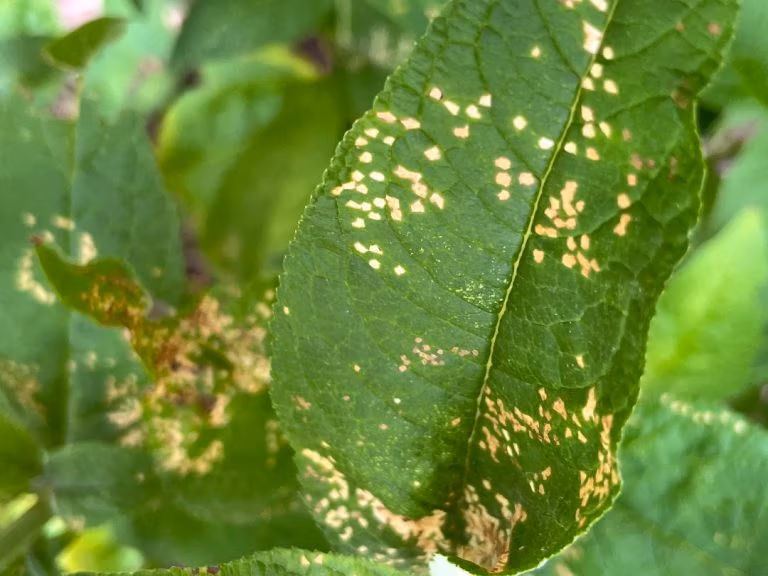 Four lined plant bug damage on a leaf, showing scattered round tan feeding spots