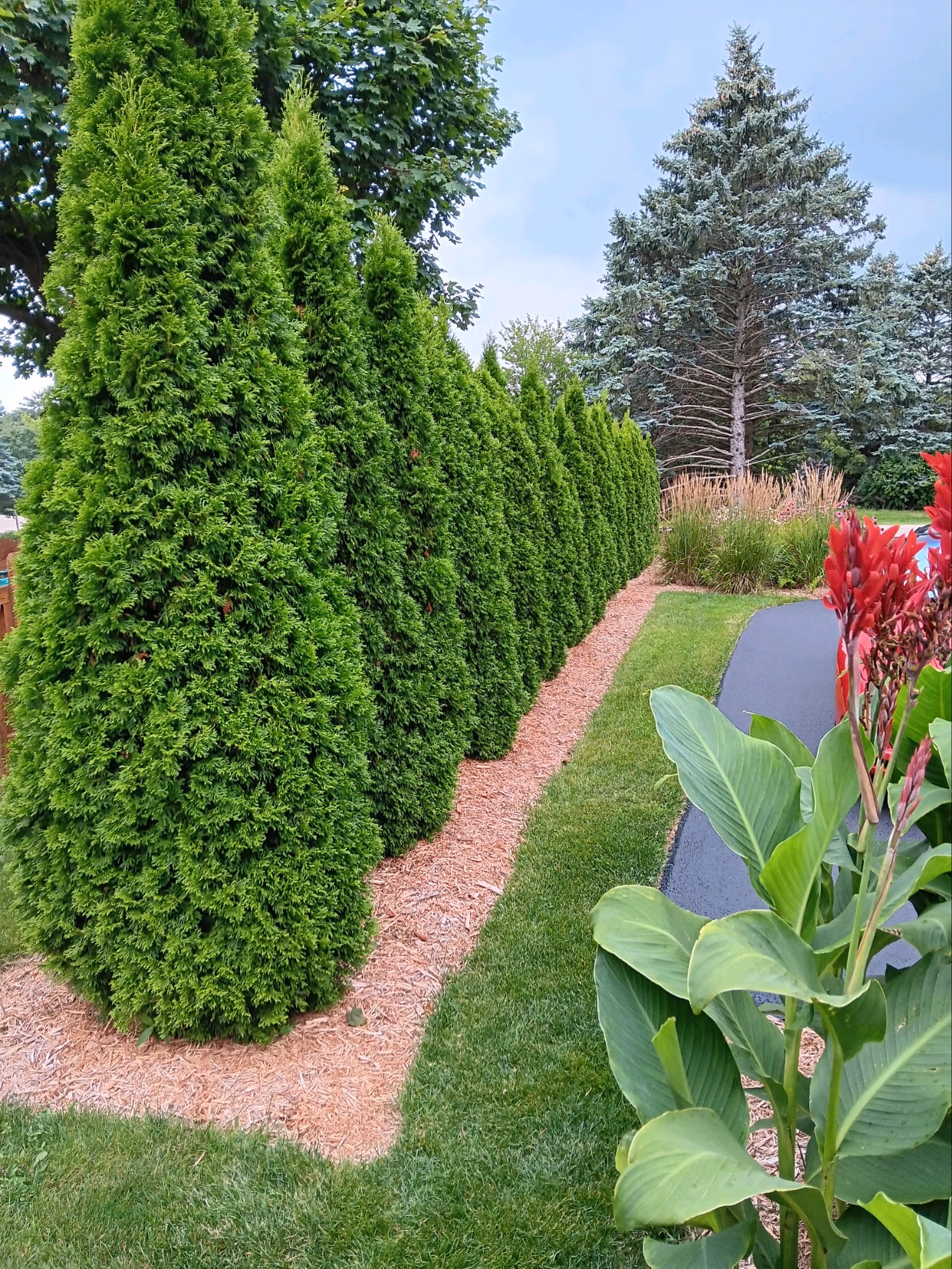 Emerald Green Arborvitae