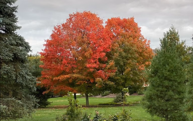 sugar maple for sale near me