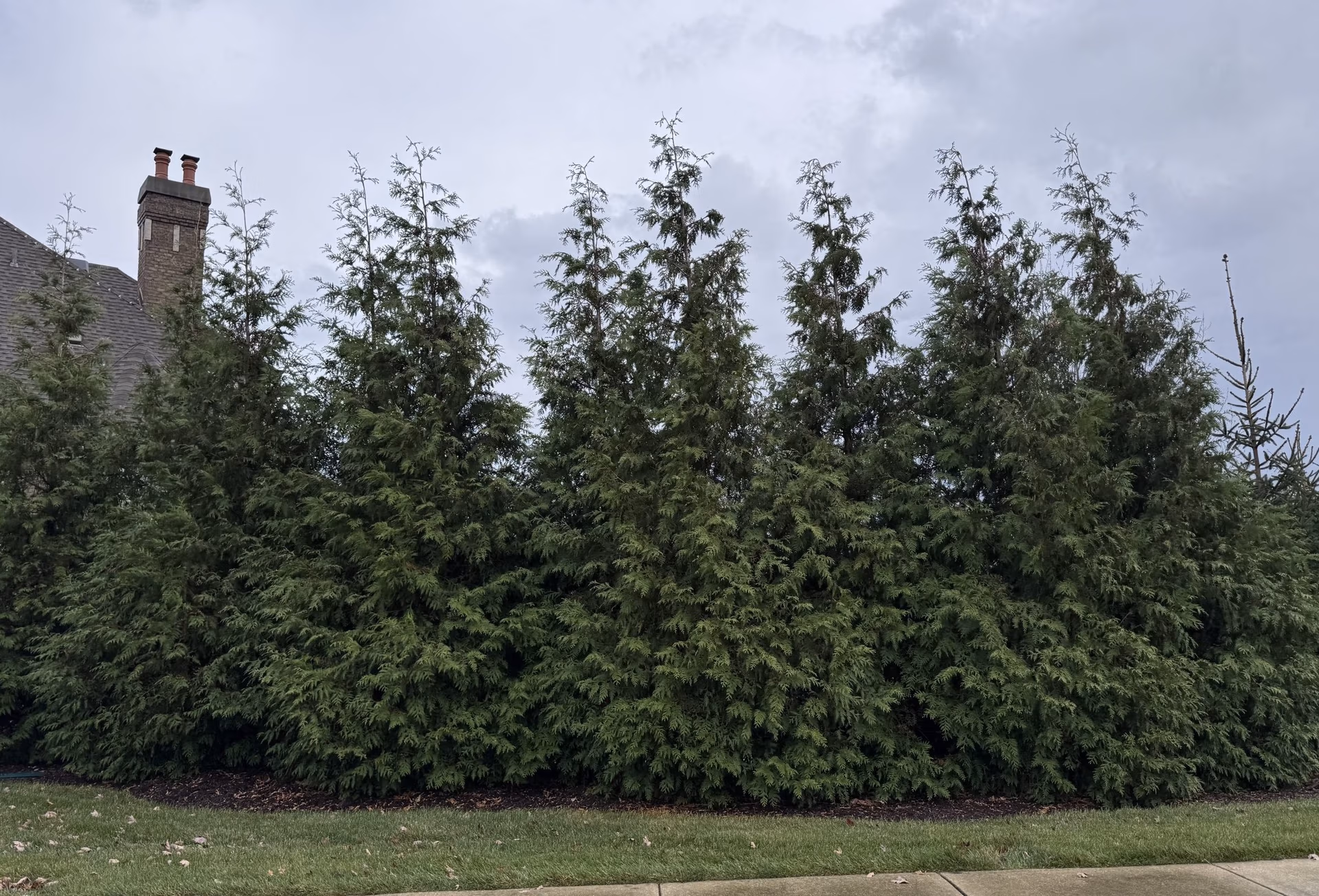 Green Giant Arborvitae