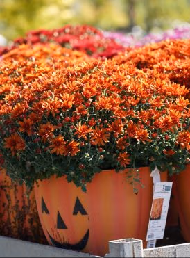 Mumkin planter with bright fall mums in decorative pumpkin container on porch