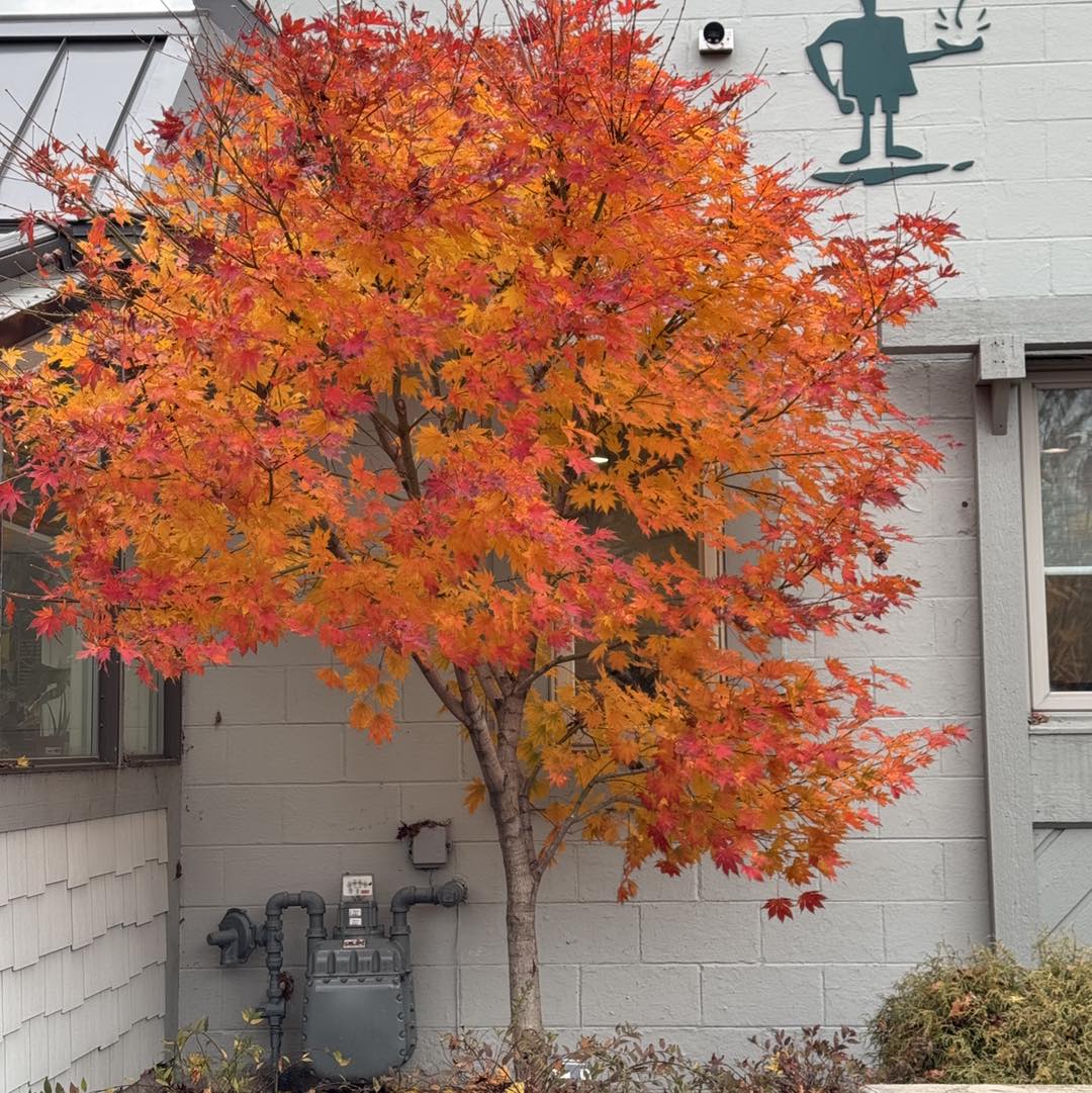 North Wind Maple