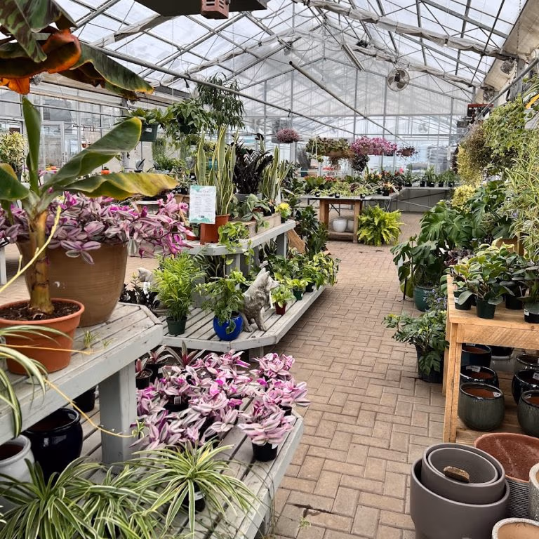 garden center greenhouse saint charles illinois houseplants tradescantia