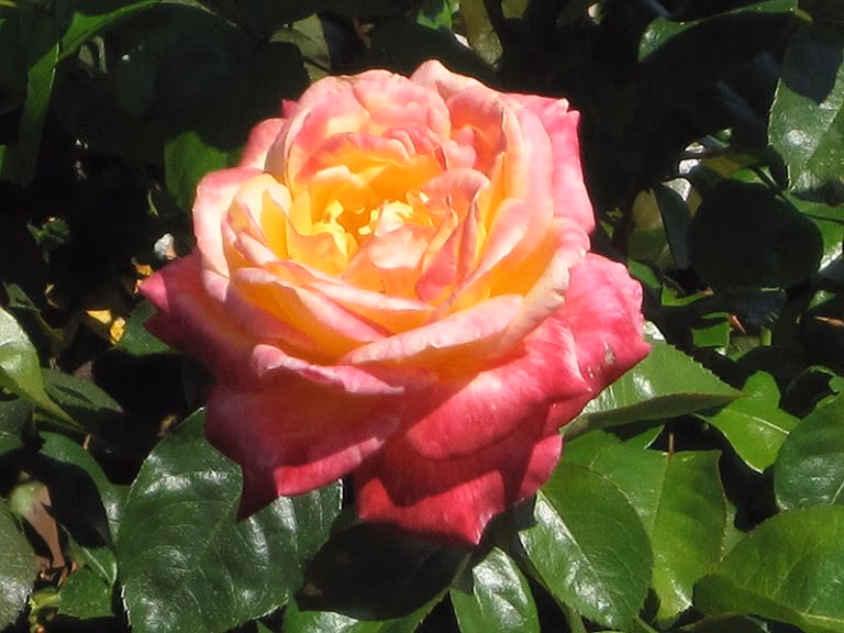 best fragrant flowers for gardens in illinois st charles geneva batavia plants near me