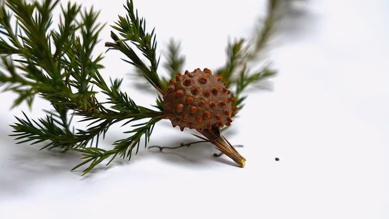 orange ball on juniper cedar quince rust