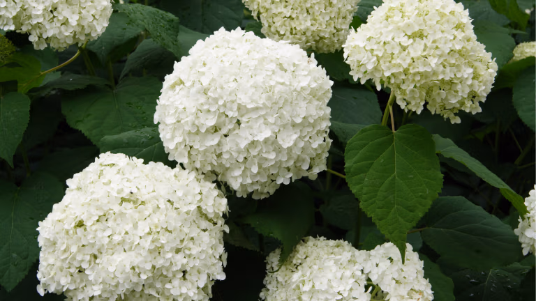 how to care for incrediball hydrangea wasco nursery expert hydrangea care guide