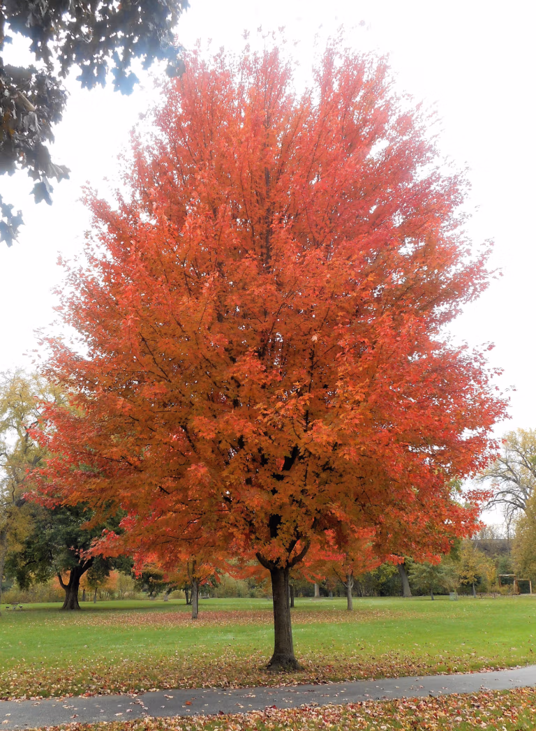 best shade trees that grow fast