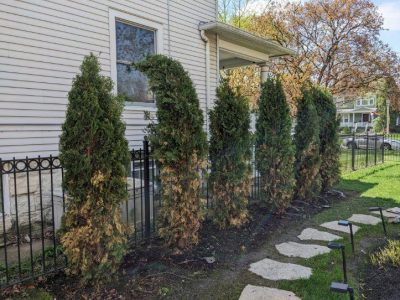 Arborvitae hedge browning from Pestalotiopsis needle blight
