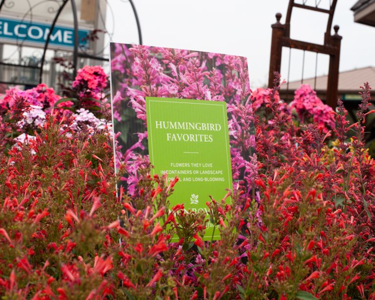 hummingbird favorite plants sign surrounded by beautiful plants at wasco nursery in st charles il