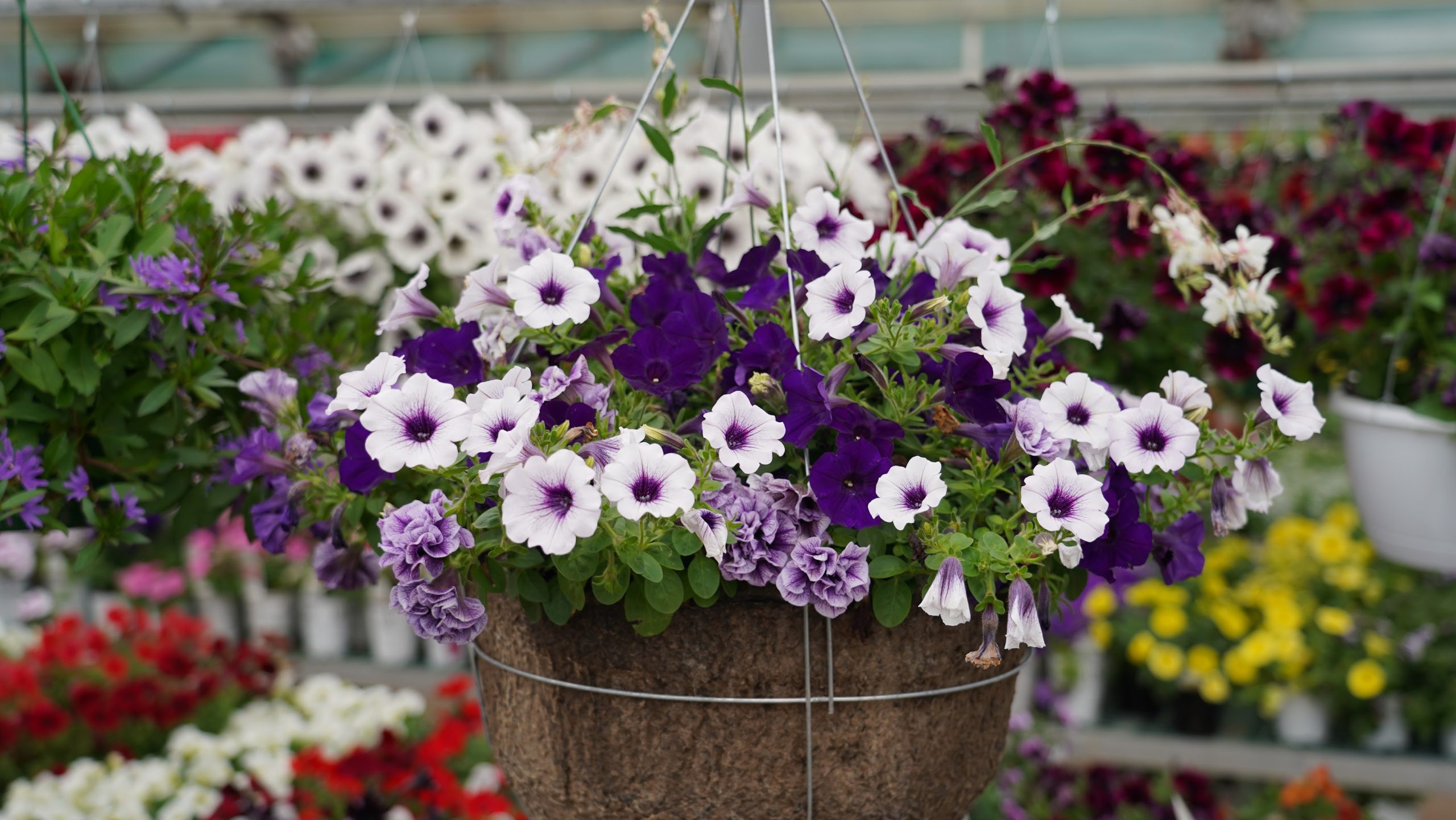 how to fertilize petunia baskets for non stop blooming petunia hanging baskets wasco nursery