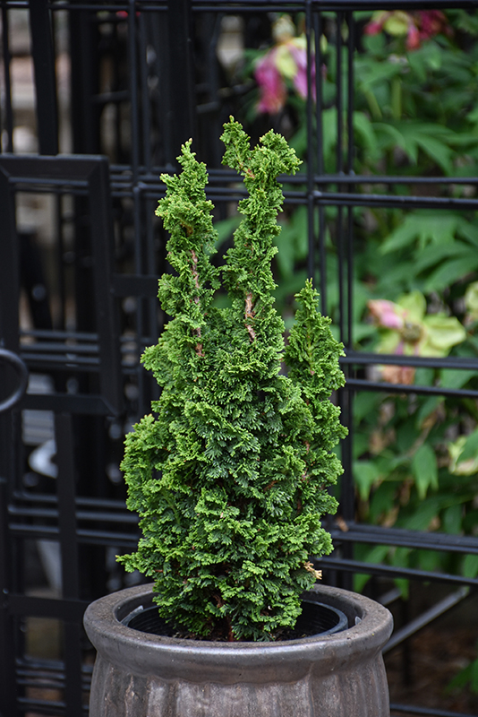Primo Arborvitae: Narrow Dwarf Evergreen | Wasco