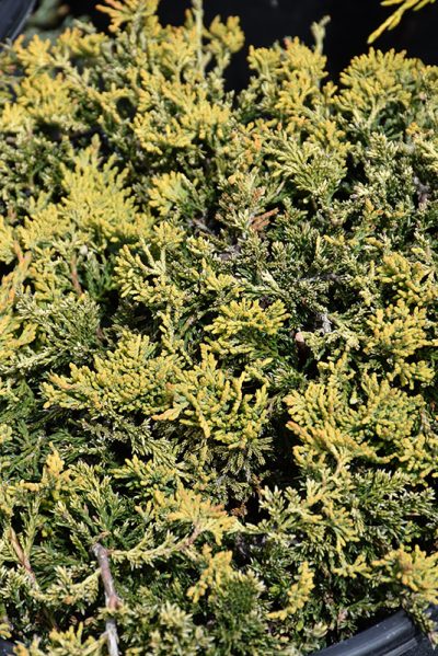Green Twist White Pine: Dwarf Conifer for Small Spaces