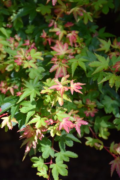 maru M2です。 Koto Maru Japanese Maple: Dwarf Globe for Small Gardens