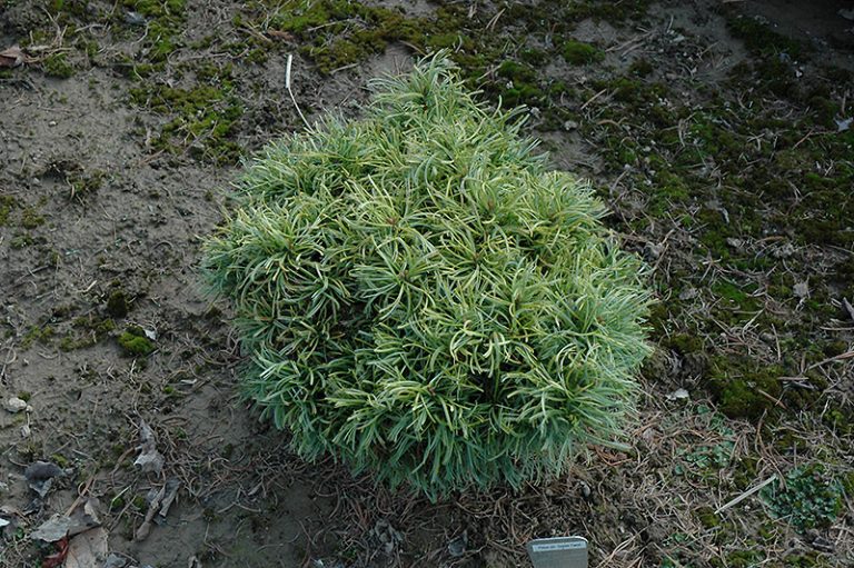 Green Twist White Pine: Dwarf Conifer for Small Spaces